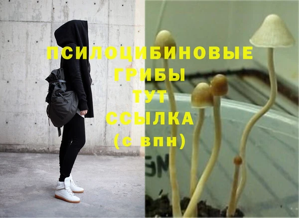 шишки Белокуриха